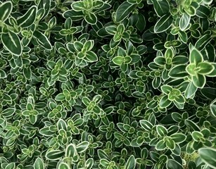 green leaves background