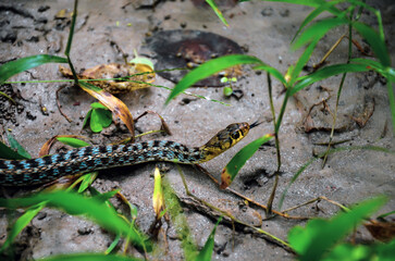 Closeup of a snake crawling on the surface. Venomous serpent slithering with forked tongue. Deadly snake creeping on the ground and looking for prey.