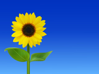 青空背景のリアルな向日葵のイラスト