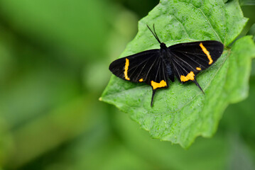 Parque Nacional da Serra da Canastra, Minas Gerais. Brasil. 