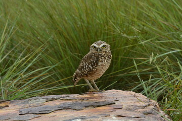 Parque Nacional da Serra da Canastra, Minas Gerais. Brasil. 