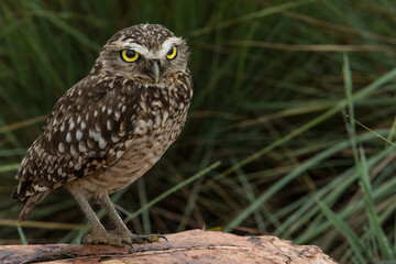 Parque Nacional da Serra da Canastra, Minas Gerais. Brasil. 