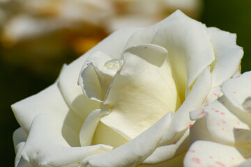 white roses in the garden