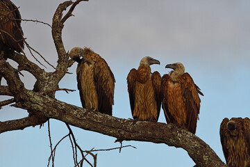Vultures congregating in tree.
