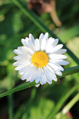 Fototapeta premium Natural Bellis Perennis Macro Photo