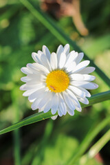 Natural Bellis Perennis Macro Photo © Recep