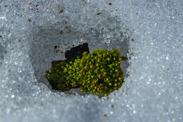Moss on melting spring ice in the forest