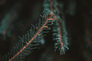 Moody Green Pine