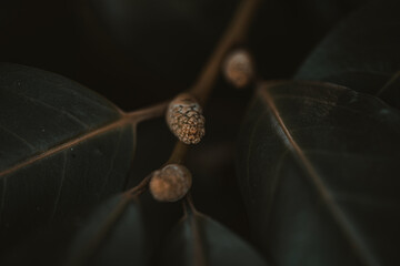 Moody Plant