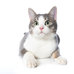 Young cat lying isolated on white background