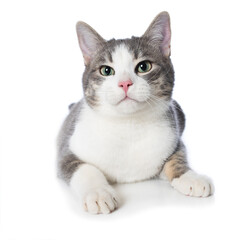 Young cat lying isolated on white background