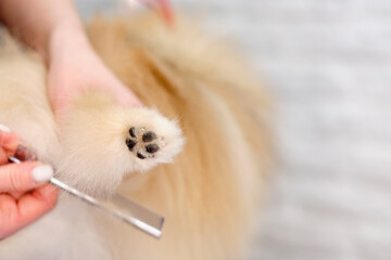 A groomer cuts a pomeranian 's paw with scissors . The concept of dog care and grooming.