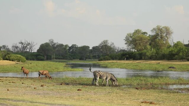 Extreme wide shot of plains zebras and tsessebes drinking at the river, Khwai Botswana. 