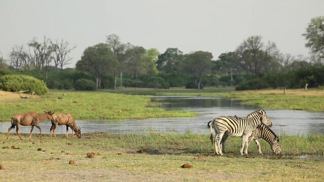 Wide shot of plains zebras and tsessebes drinking at the river, Khwai Botswana. 