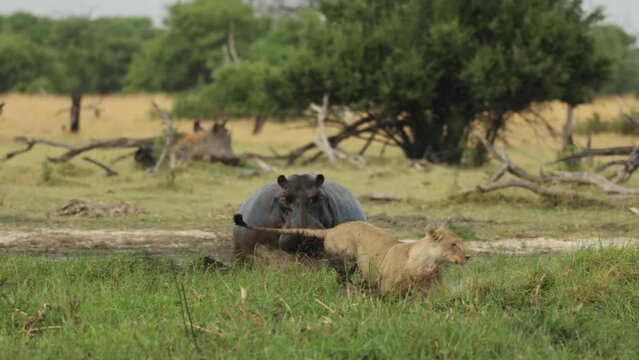 Stunning slow motion of a hippo chasing a lioness through the water, Khwai Botswana. 