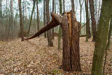 Broken big tree in the autumn forest