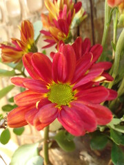 beautiful red chrysanthemum center flower close up