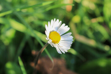 Natural Bellis Perennis Macro Photo © Recep
