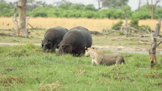 Wide shot of a lioness watching two hippos graze, Khwai Botswana. 