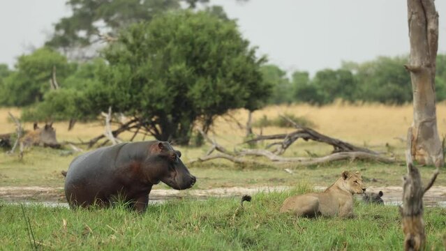 Wide shot of a hippo intimidating a lioness in the water, Khwai Botswana. 