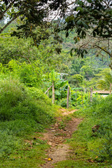Path in the middle of the rainforest in the Guanayara national park