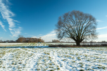 Snow on the meadow and a large tree © darekb22