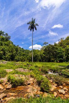 Royal palm tree in the middle of a rainforest near the river