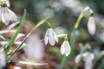 Cute white snowdrop or galanthus flowers growing in the wild nature, beautiful springtime sunny outdoor background with sparkles, early spring in Europe