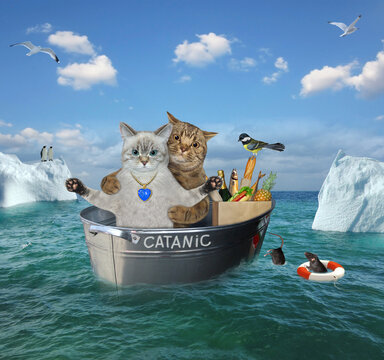 An ashen cat with a beige cat after the shipwreck are drifting in a steel wash tub called Catanic among the icebergs in the sea.