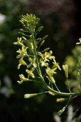 Blooming Yellow Flowers with Dark Background