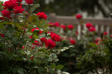 Red Roses in a Garden in a Park