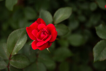 Overhead view of a Red Rose 