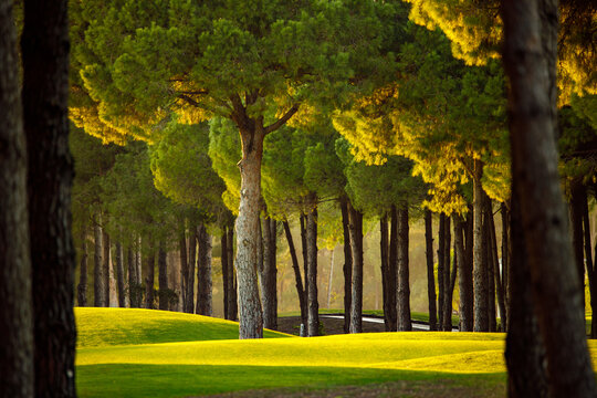 Sunset on the golf course.