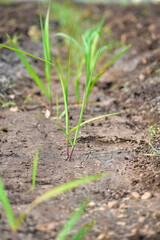 Small plant sugarcane farming in India.