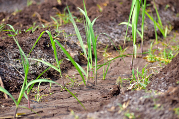 Small plant sugarcane farming in India.
