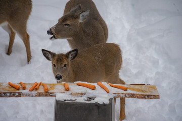 A group of deer in a snowy field eating carrots from a wooden surface