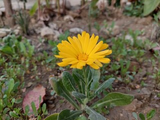 yellow flower of a dandelion natural colour Closeup blur background