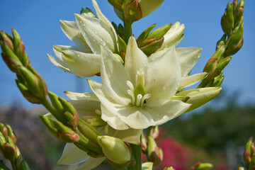 yucca flowering,close up of blooming yucca flower in the garden