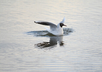Black headed gull sits on the water