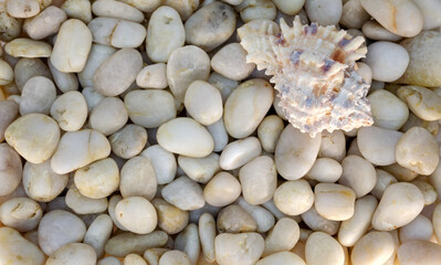 striped with spots seashell on the background of white round stones wallpaper