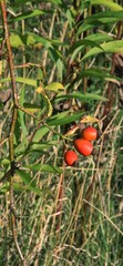 red rosehips, grasses and bushes, wild meadows, red rose fruits, autumn rose sprig with fruit