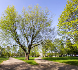 Green grass and trees with first leaves in spring park. 
