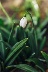 Close up of snowdrop flowers blooming in snow covering. First spring flowers, selective focus, blur