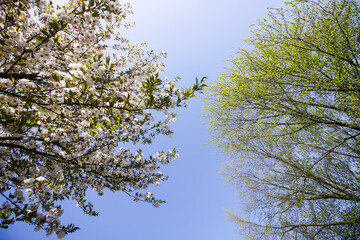 Spring trees in bloom on blue sky background. 