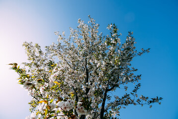 Spring trees in bloom on blue sky background. 