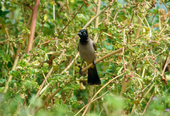 Bulbul d'Arabie,.Pycnonotus xanthopygos,  White-spectacled Bulbul