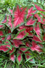Caladium bicolor, Perou, Amazonie