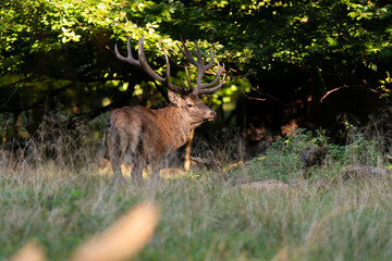 Cerf élaphe, brame, cervus elaphus