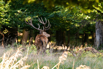 Cerf élaphe, brame, cervus elaphus