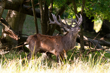 Cerf élaphe, brame, cervus elaphus